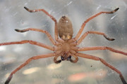 Huntsman Spider (delena cancerides) (Delena cancerides)